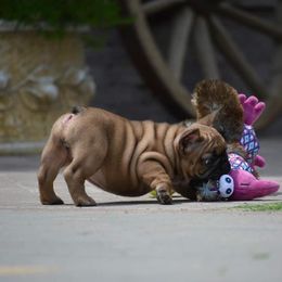 French Bulldog Puppies from Golden Oak Gypsy
