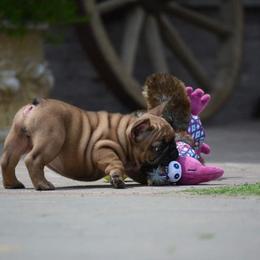 French Bulldog Puppies from Golden Oak Gypsy
