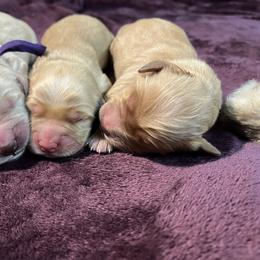 Toga - Golden female Golden Retriever puppy in New Ringgold, Pennsylvania from Hawk Mountain Doodles