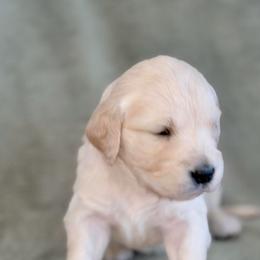 Girl 2 - Peach-Orange - Light golden female Golden Retriever puppy in Mc Minnville, Tennessee from Wishaw Whisky Golden Retrievers