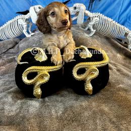 Dachshund Puppies from M.H.P Dachshunds