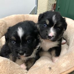 Miniature Australian Shepherds and Toy Australian Shepherds from 6C Aussies