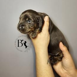 Duke - Black and tan male Dachshund puppy in Ohio from Brooke's Darling Dachshunds
