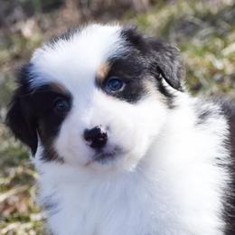 Iduna - Black tri-color female Australian Shepherd puppy in Easton, Missouri from MMA Kennel