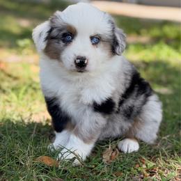 Flash - Blue merle male Toy Australian Shepherd puppy in Polk City, Florida from Skaky Shepherds