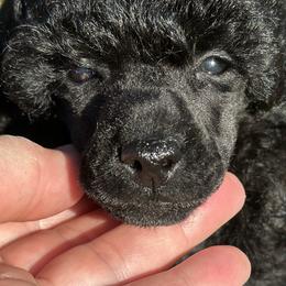 Black Gold ..... - Black female Poodle puppy in Leesville, Louisiana from BlackGoldToyPoodles