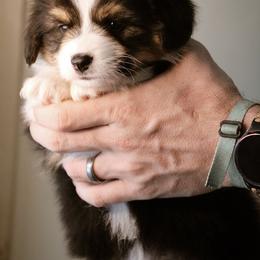 Benjamin - Black and tan male Pembroke Welsh Corgi puppy in South Otselic, New York from Ridge Top Corgis