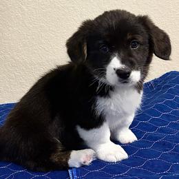 Dove - Black and white female American Corgi puppy in Temple, Texas from Silver Moon Cardigan Corgis
