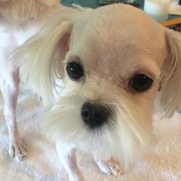 Missy - Maltese