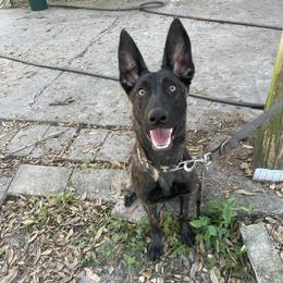 Loki - Dutch Shepherd puppy from We Like it Ruff Working K9 Breeding and Training