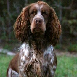 Hooch - English Springer Spaniel