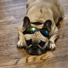 French Bulldog Puppies from Simply Kind Frenchies