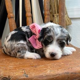 Rasberry - Blue merle female Bernedoodle puppy in Curtice, Ohio from The Pink Doghouse