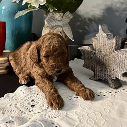 Aussiedoodle Puppies from Our Puppy World - the 3Js