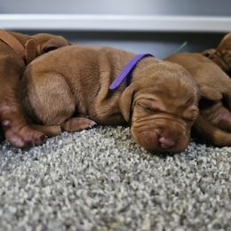 Vizsla Puppies from Massive Creek Vizslas