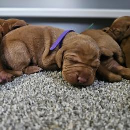 Vizsla Puppies from Massive Creek Vizslas