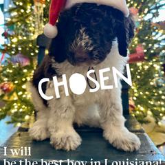 Robin - male Newfypoo puppy in Jackson, Missouri from Two Sisters Ranch, LLC