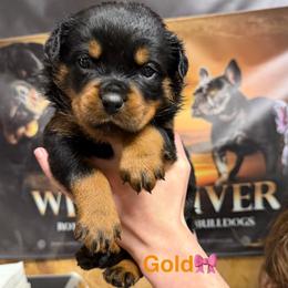 7th pick female - Black and mahogany female Rottweiler puppy in Lyons, Indiana from White River Rottweilers