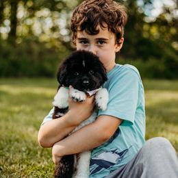 Newfoundland Puppies from Kinson Ridge Giants