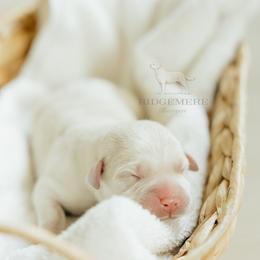 Yellow Girl - Yellow female Labrador Retriever puppy in Southington, Ohio from Ridgemere Retrievers