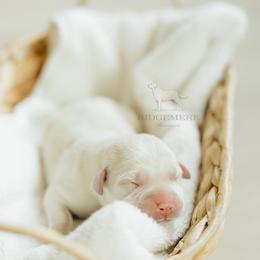Yellow Girl - Yellow female Labrador Retriever puppy in Southington, Ohio from Ridgemere Retrievers
