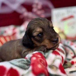 Jolly - Cream male Dachshund puppy in Stoutland, Missouri from Farmhouse Dachshunds