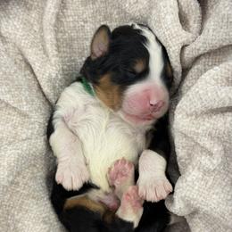 Green collar - Tri-color male Bernedoodle puppy in Hegins, Pennsylvania from Bubbling Springs Doodles, LLC