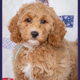 Gucci - Red and white male Cockapoo puppy in Connersville, Indiana from Deaz Doodle Ranch