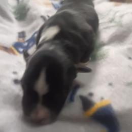 Astra - Black tri female Toy Australian Shepherd puppy in Humansville, Missouri from Tater Tot aussies