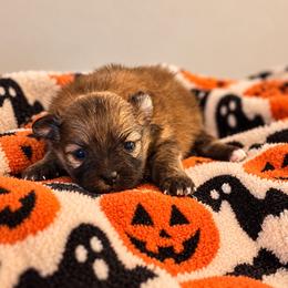 Willow AKC Female - Orange sable female Pomeranian puppy in Las Vegas, Nevada from POM SOCIETY