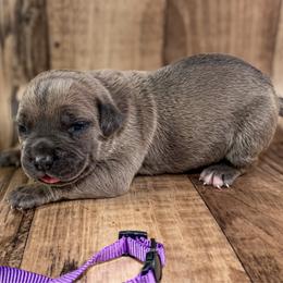 Purple Collar - Gray and fawn female Cane Corso puppy in Catawba, North Carolina from Catawba Cane Corso