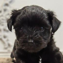 Franklin - Black and tan male Yorkshire Terrier puppy in Vancouver, Washington from Yorkastle Kennels