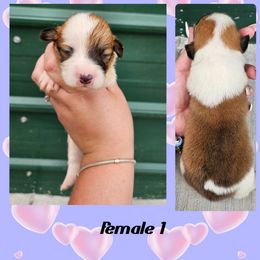 Female 1 - Red female Pembroke Welsh Corgi puppy in Unicoi, Tennessee from Unaka Mountain Corgis