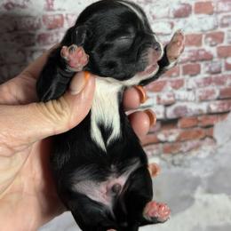 Freddie - Black and white male Shih Tzu puppy in Ocala, Florida from Mimi's Shih-tzus of Ocala