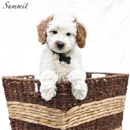 Summit - Parti male Goldendoodle puppy in Boise, Idaho from Goldendoodle Baby