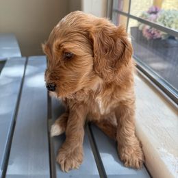 Snickers - Goldendoodle puppy from DogHouse Doodles
