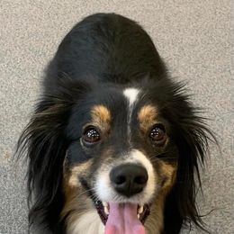 Aussiedoodle and Miniature Australian Shepherd Puppies from Maple Ridge Mini Aussies