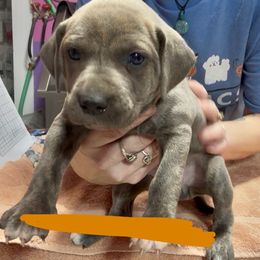 Orange Collar - Blue female Mountain Cur puppy in Georgetown, Ohio from Walnut Ridge Mountain Curs