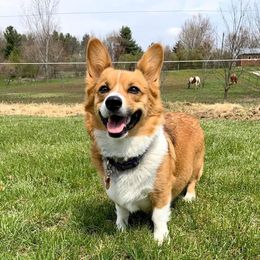 Stella Woofington - Pembroke Welsh Corgi