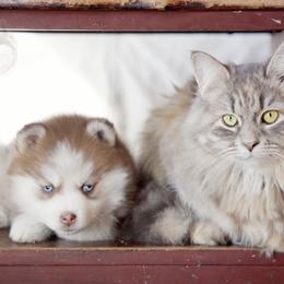 Pomsky Puppies from Foxfire Arctic Spitz