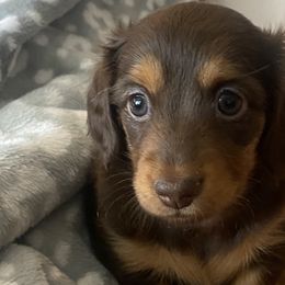 Dachshunds from Dachsunds of Denver