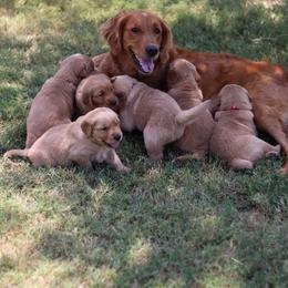 Yellow - Dark golden female Golden Retriever puppy in Franklin, Texas from Fourhead Kennels