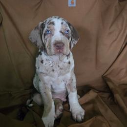 Catahoula Leopard Dog and Pembroke Welsh Corgi Puppies from Peach Tree/Shoreline Catahoulas & Corgis