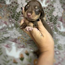 Hickory - Chocolate and cream male Dachshund puppy in Beggs, Oklahoma from Parker House Dachshunds