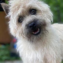 Pearl - Cairn Terrier