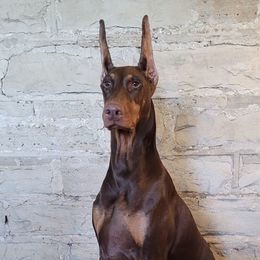 Doberman Pinschers from Ledgewind Kennel
