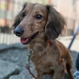 Mario - Red male Dachshund puppy in Bonney Lake, Washington from HP Dachs
