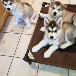 Alaskan Malamute Puppies from Delphi Alaskan Malamutes