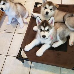 Alaskan Malamute Puppies from Delphi Alaskan Malamutes
