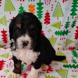 Steel - Tri-color male Bernedoodle puppy in Arabi, Georgia from Huckadoodle Farm